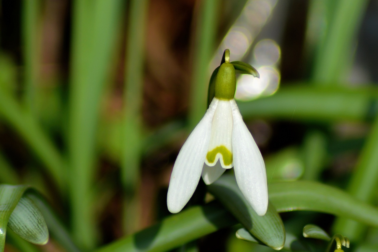 snowdrop nature plant free photo