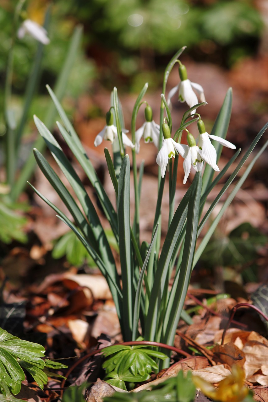 snowdrop nature plant free photo