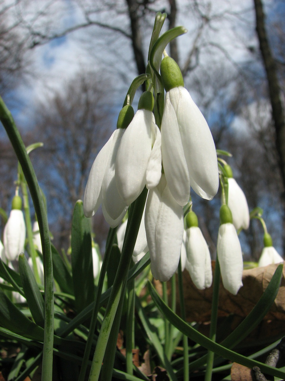 snowdrop spring flower free photo