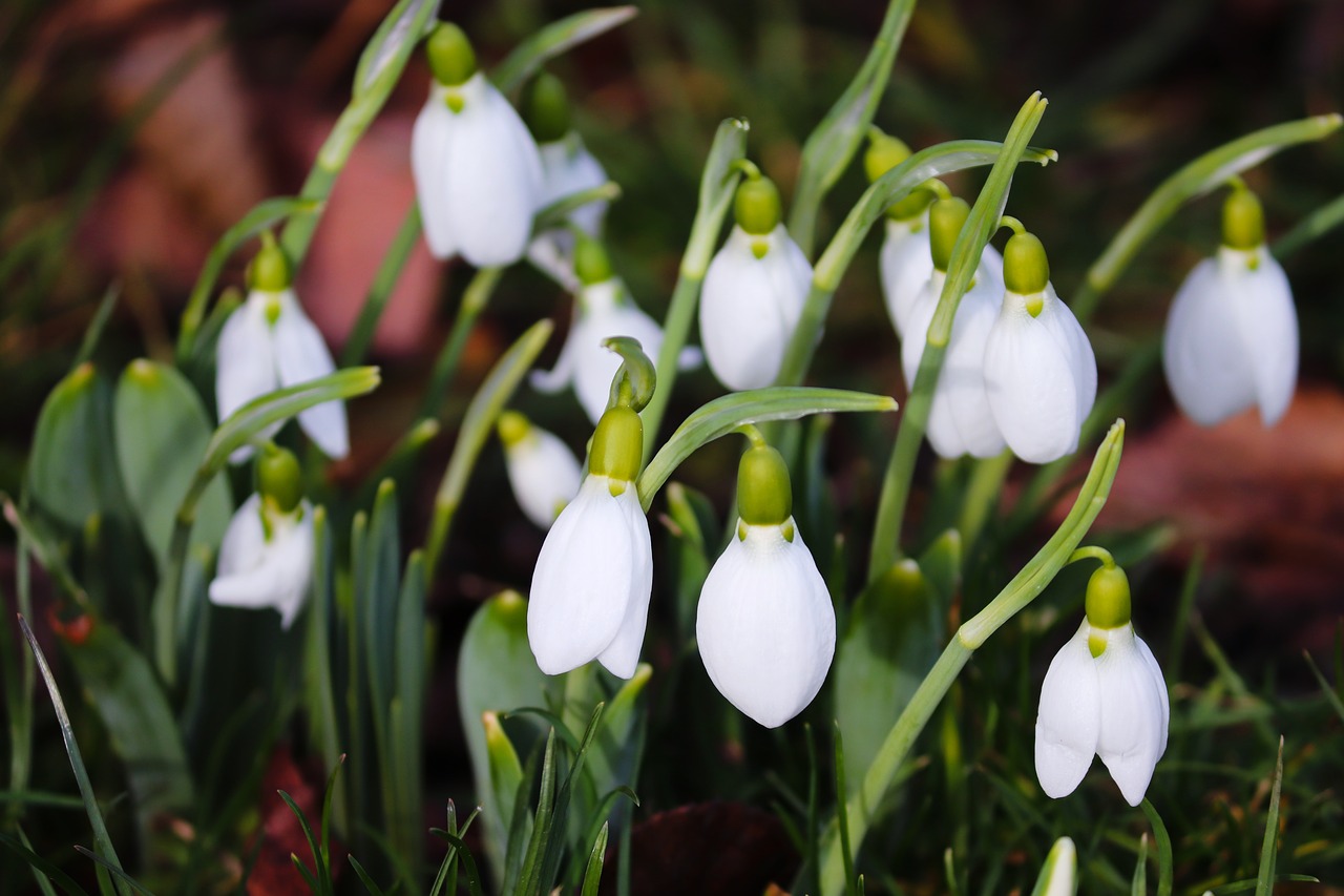 snowdrop  spring  signs of spring free photo