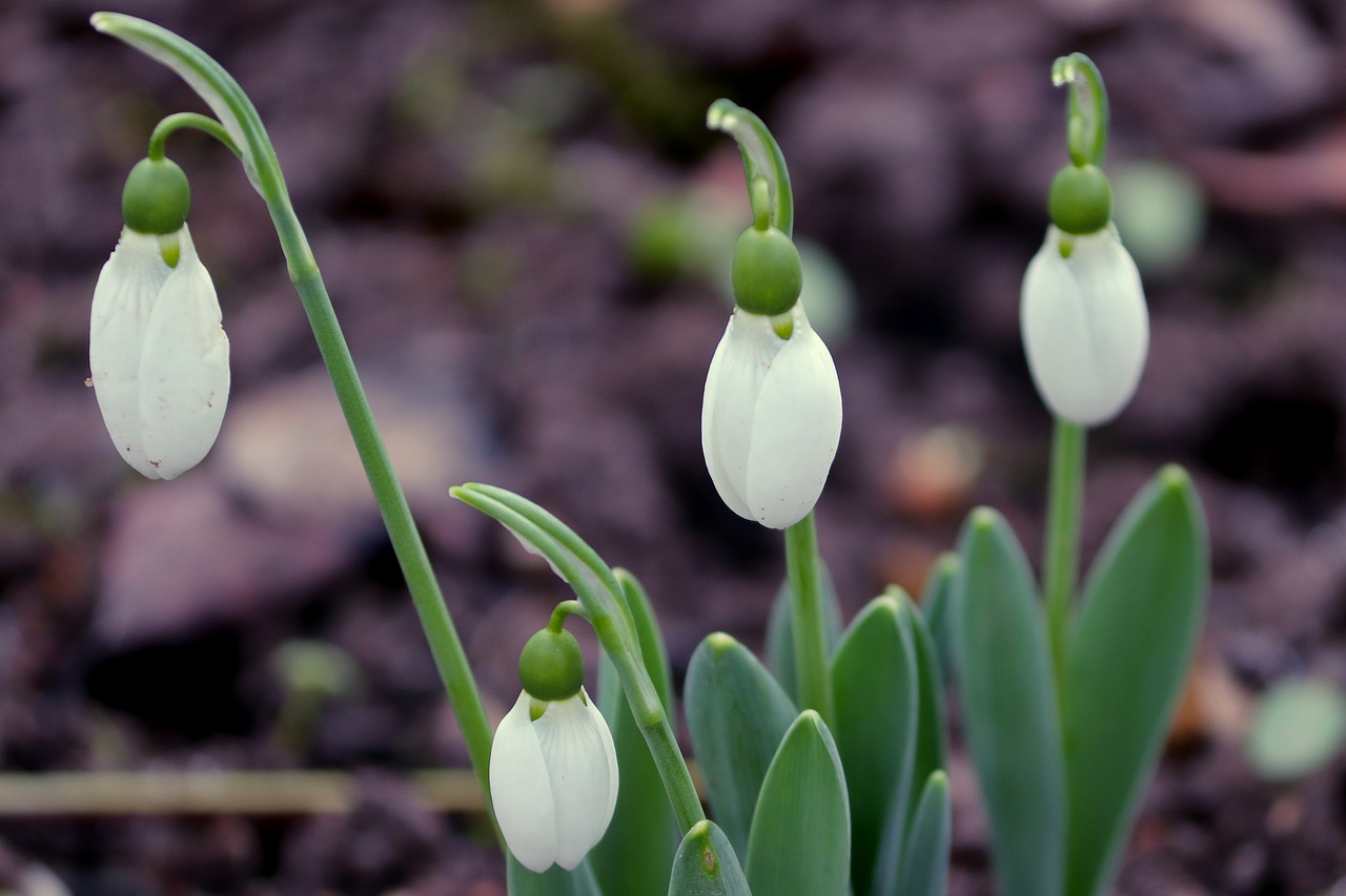 snowdrop  spring  signs of spring free photo