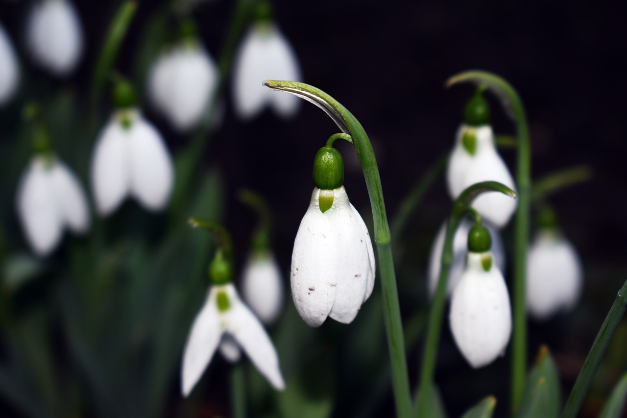 snowdrop  plant  white free photo