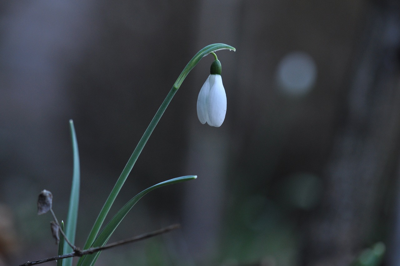 snowdrop  flowers  white free photo