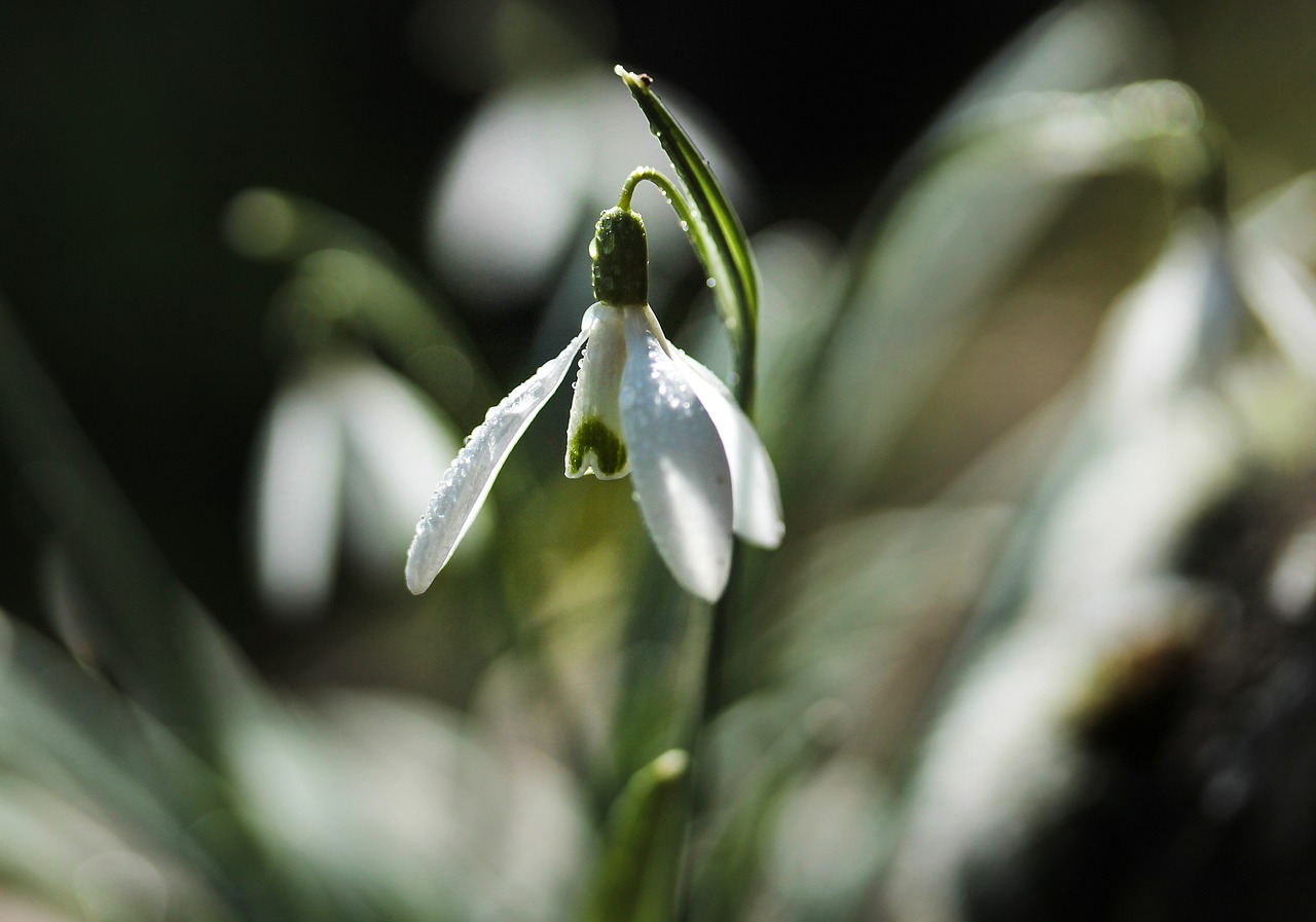 snowdrop  spring  flower free photo