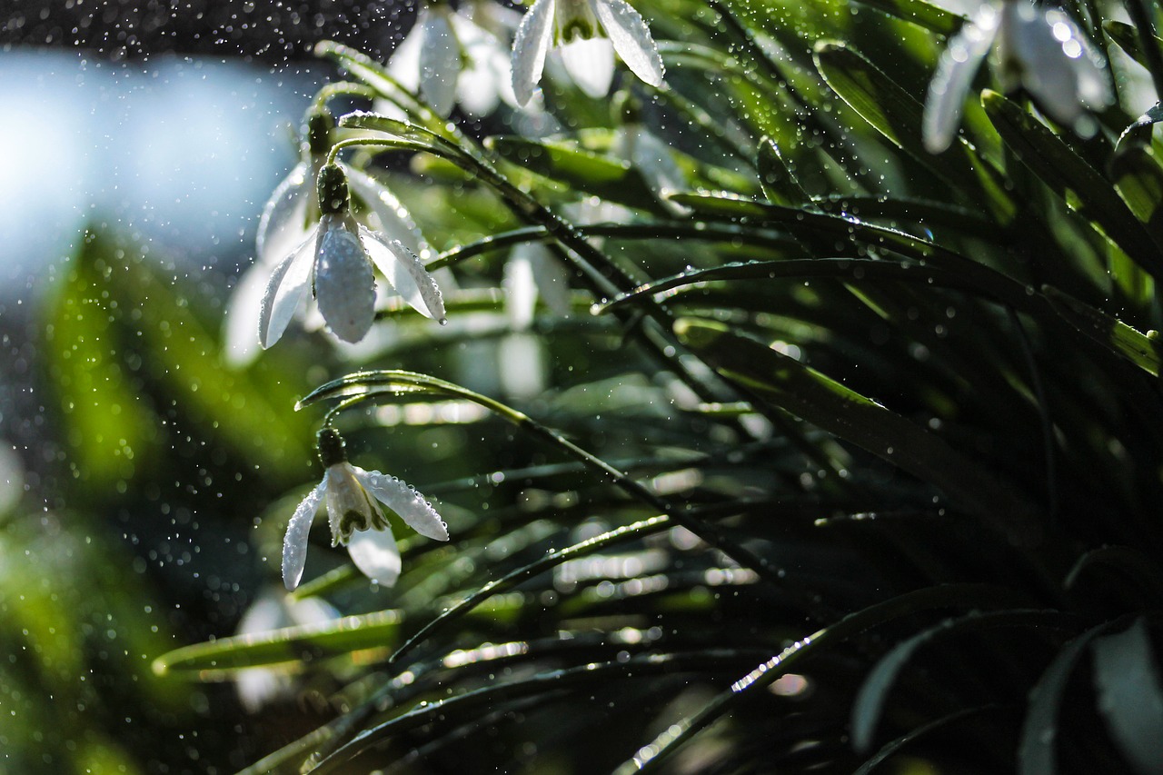 snowdrop  spring  flower free photo