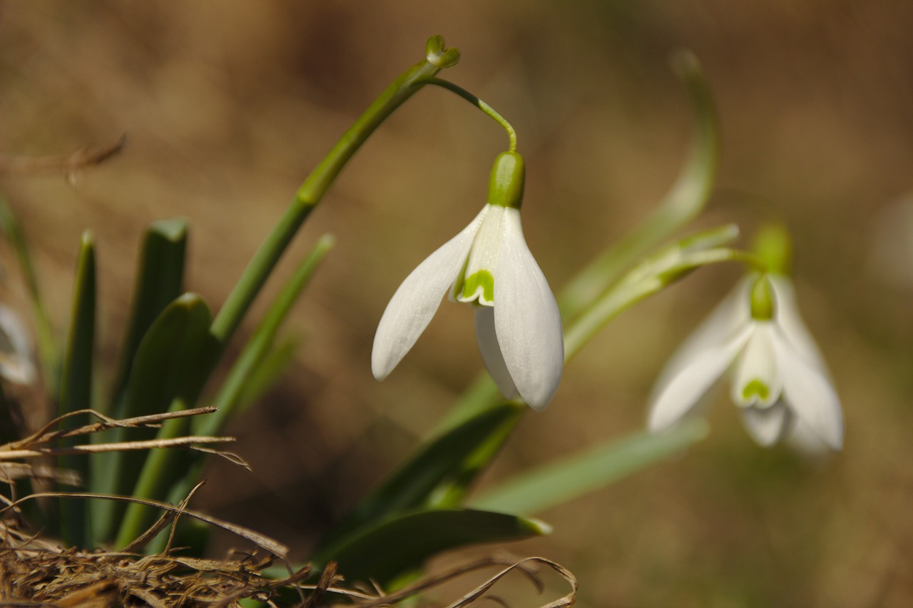 snowdrop  white  flowers free photo