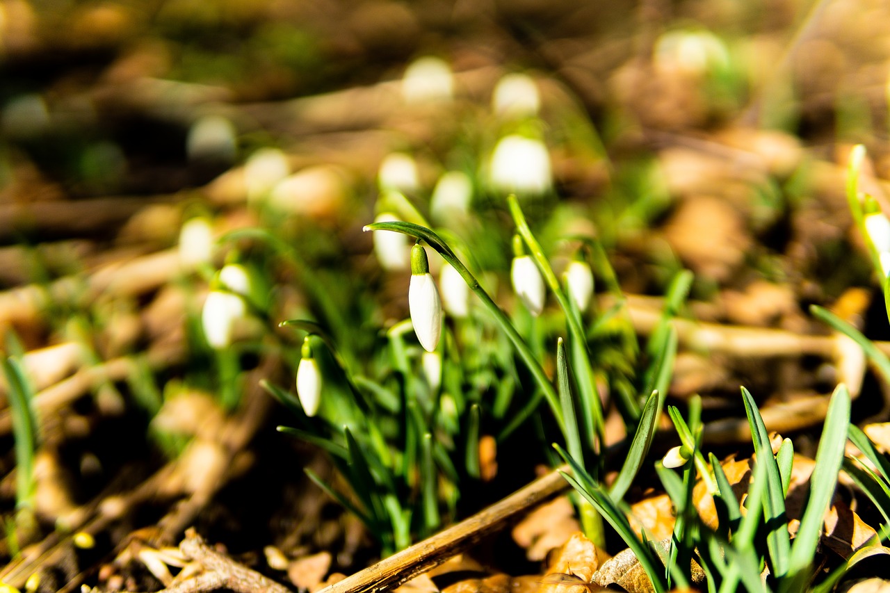 snowdrop  spring  flower free photo