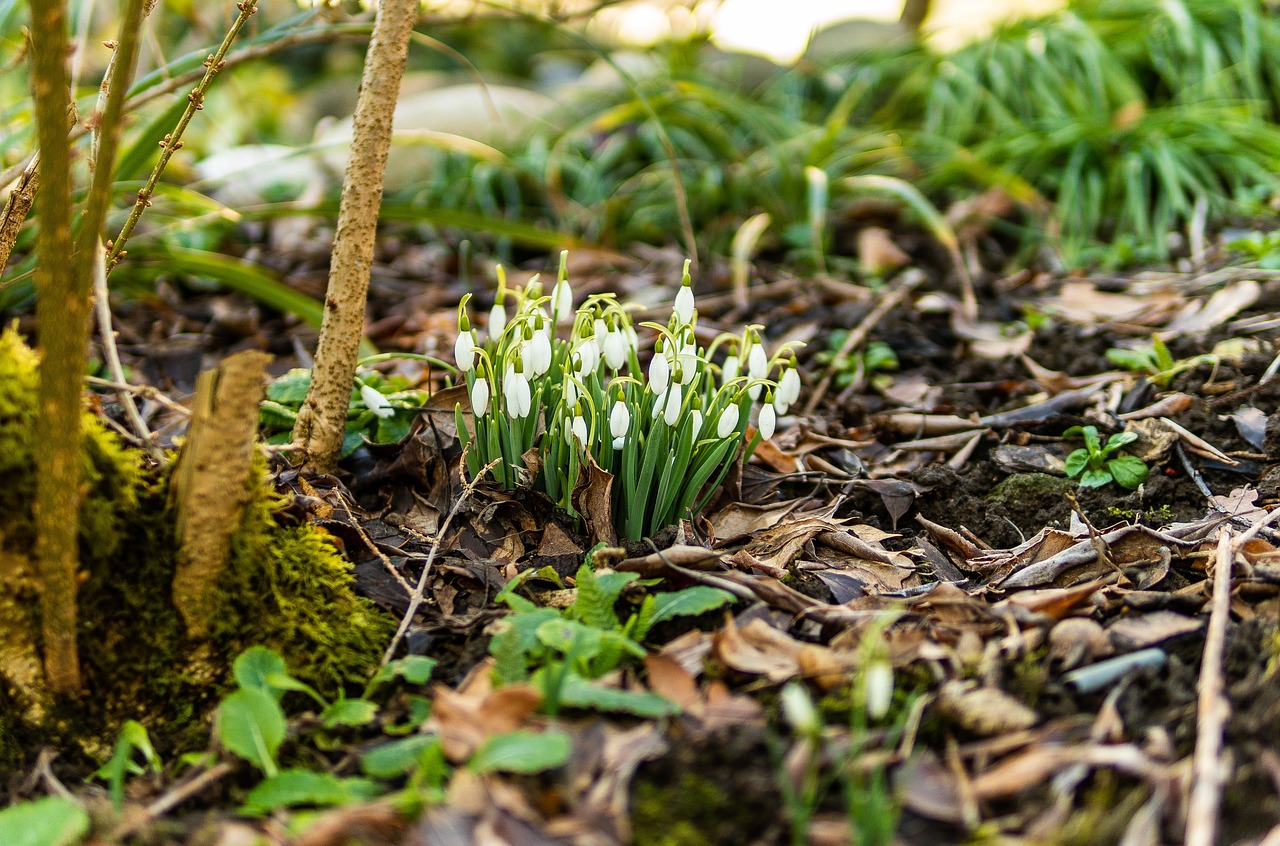 snowdrop  spring  flower free photo