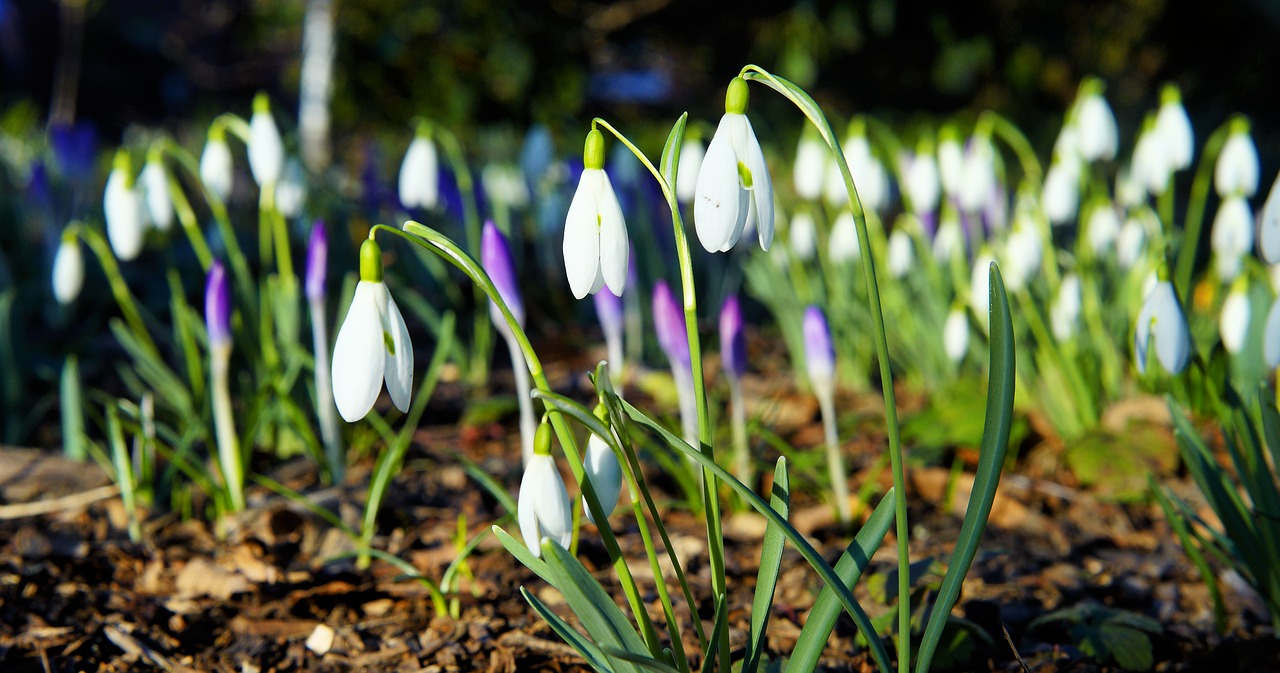 snowdrop  early bloomer  white free photo