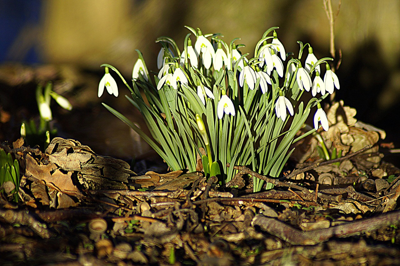 snowdrop  winter  nature free photo