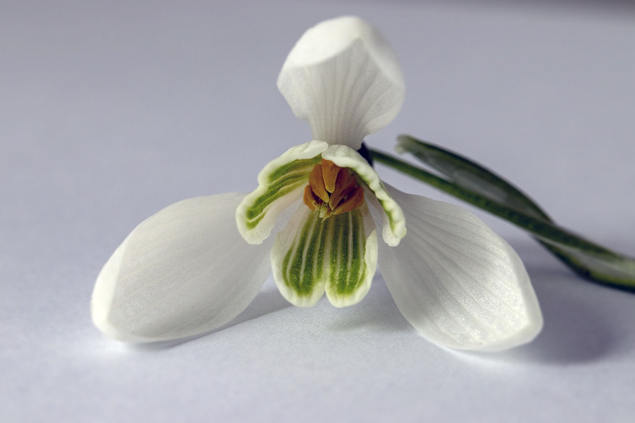 snowdrop  wildflower  white free photo