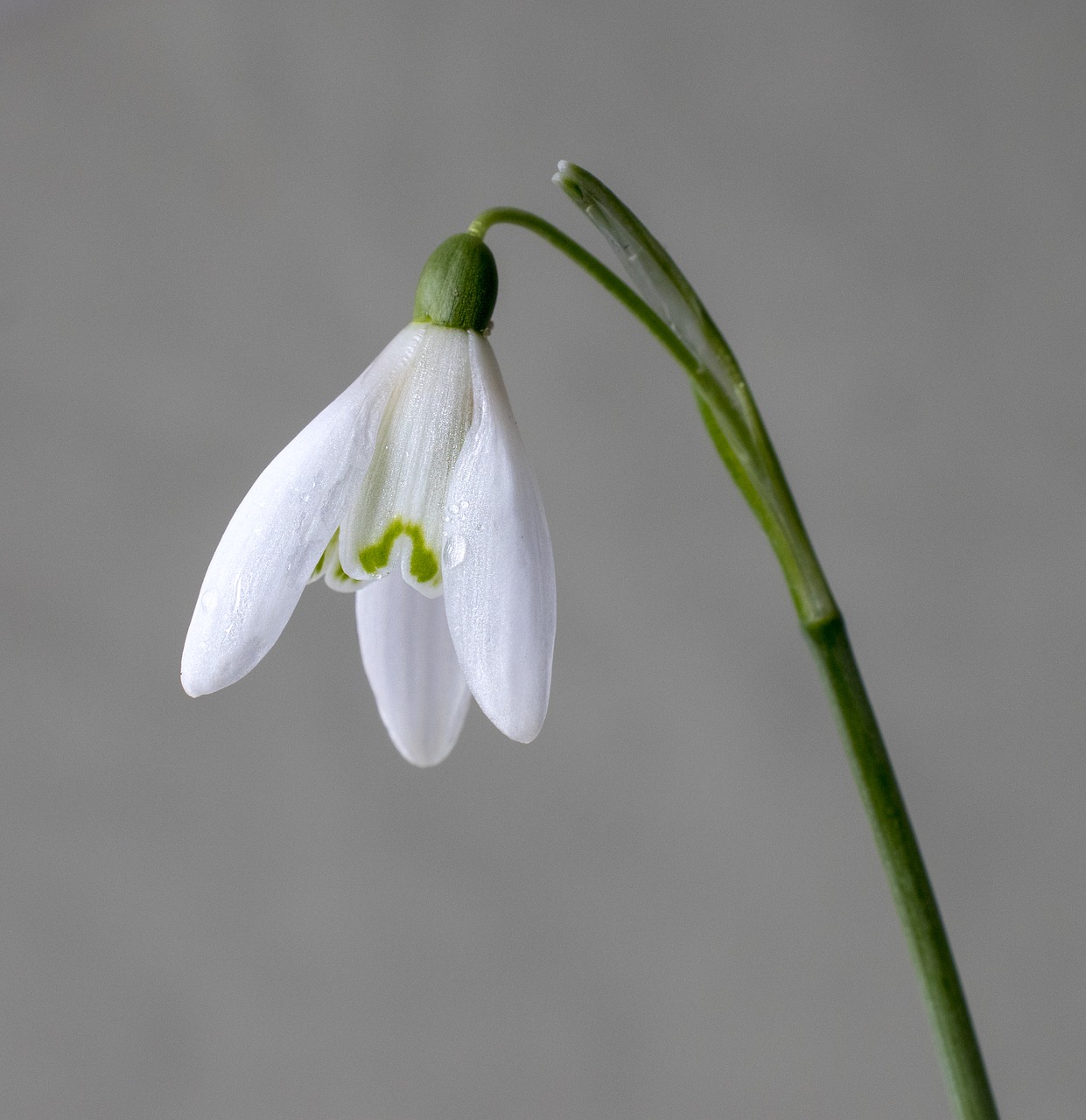 snowdrop  wildflower  white free photo