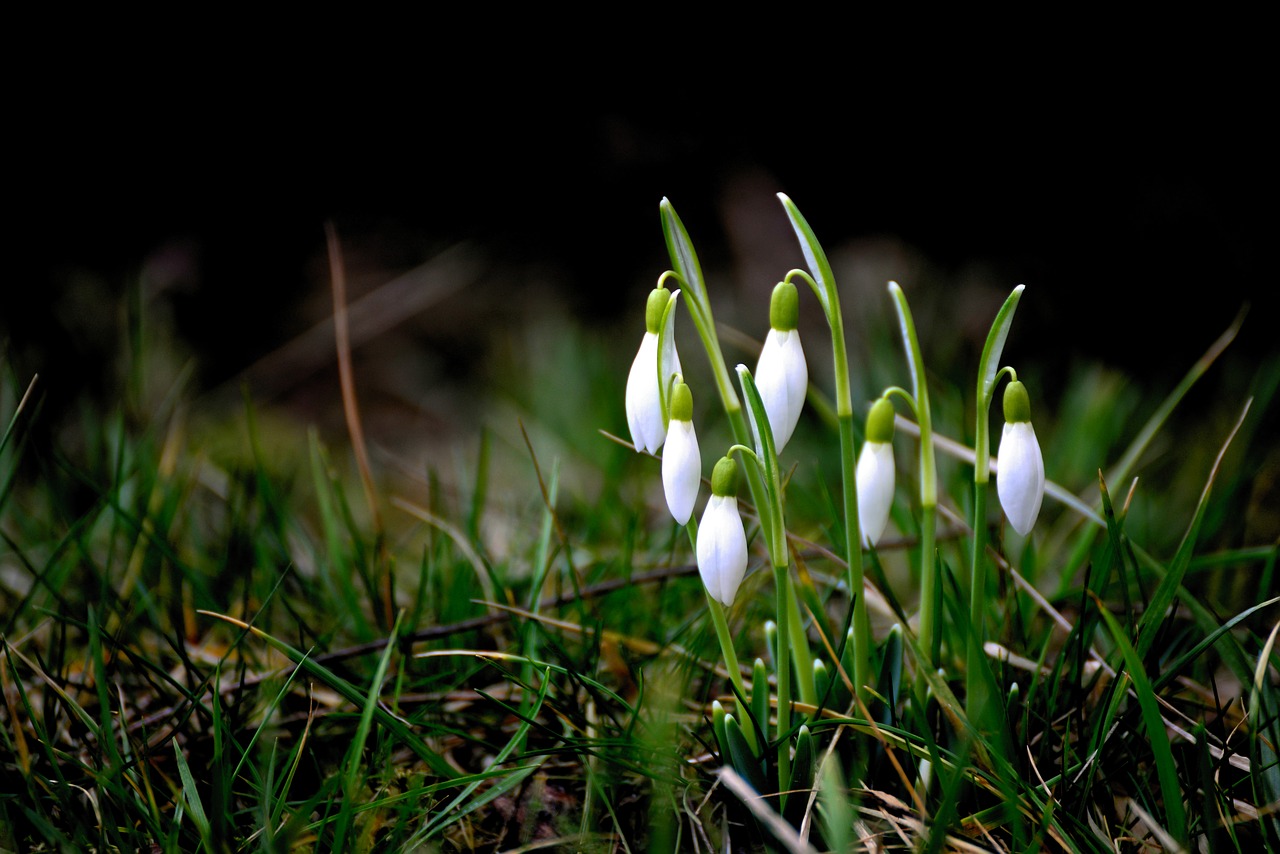 snowdrop  early bloomer  winter free photo