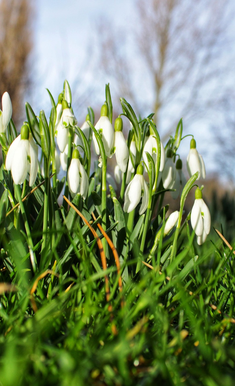 snowdrop  flowers  spring flower free photo