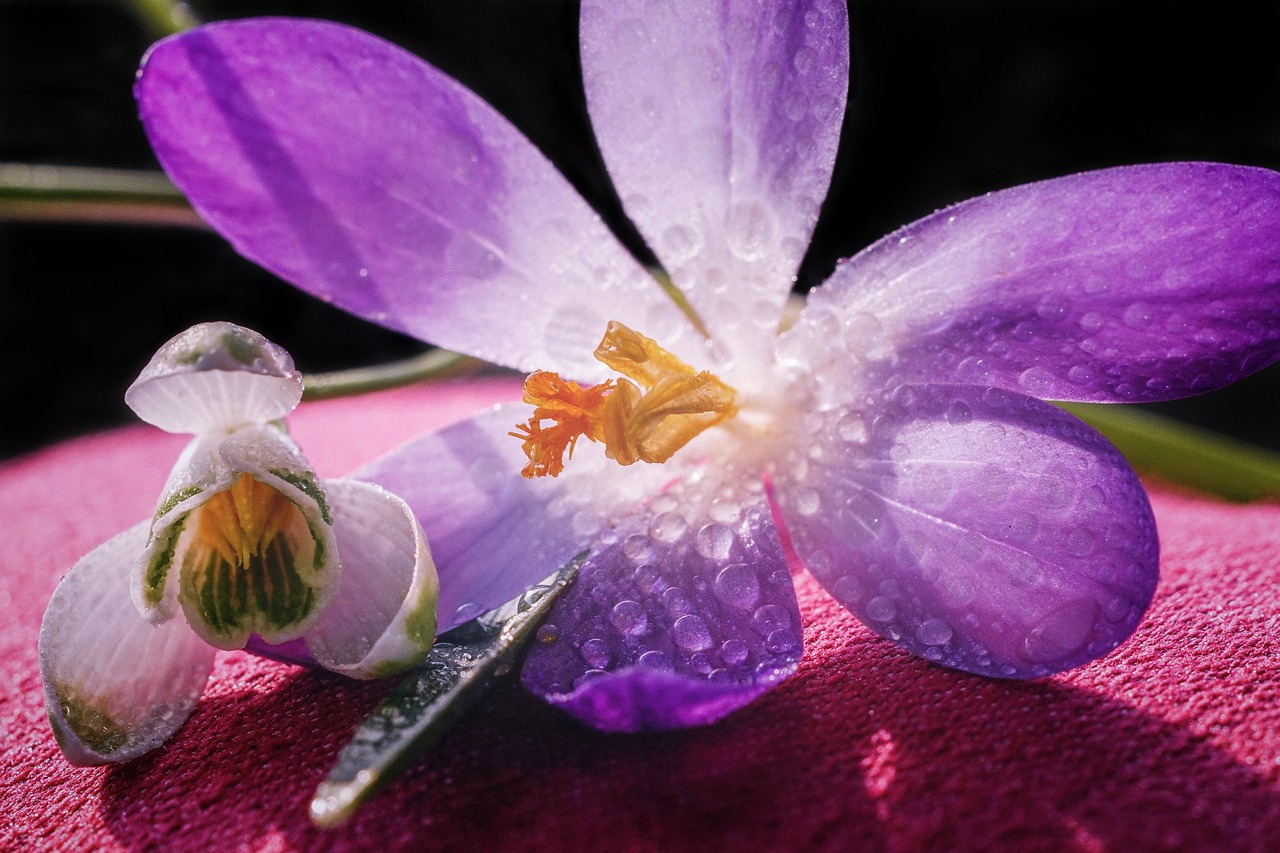 snowdrop  crocus  signs of spring free photo