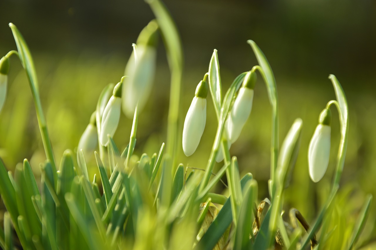 snowdrop  amaryllidaceae  signs of spring free photo