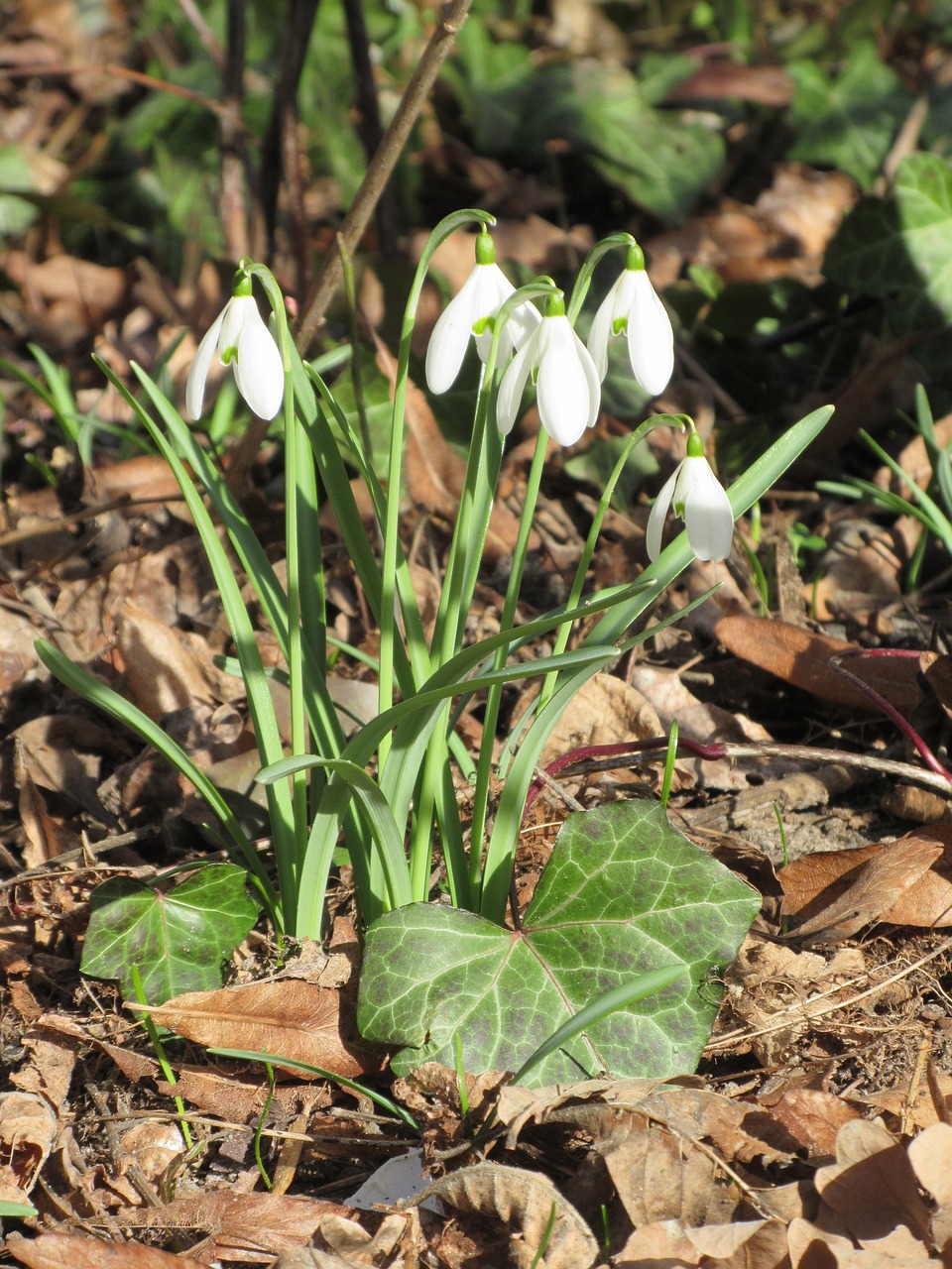 snowdrop  leaves  spring free photo
