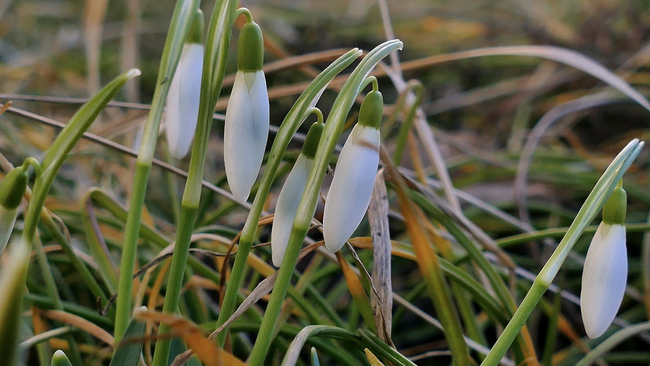 snowdrop  spring  flower free photo