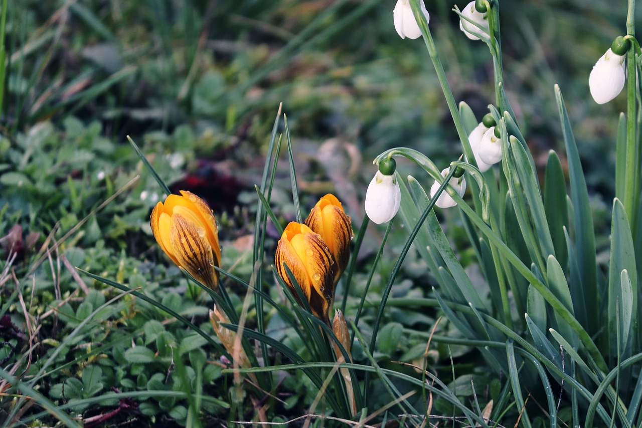 snowdrop  crocus  spring free photo