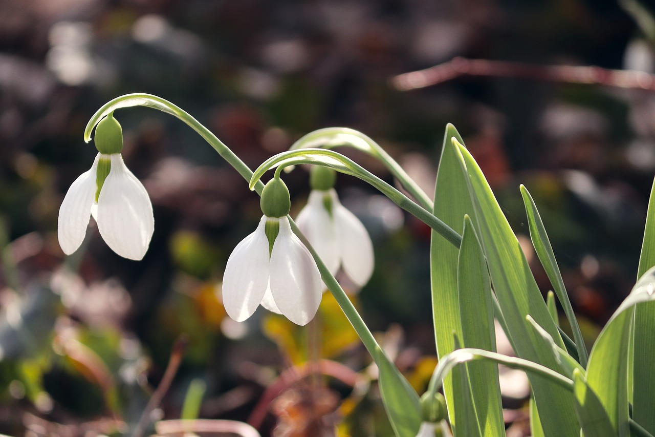 snowdrop  spring  signs of spring free photo