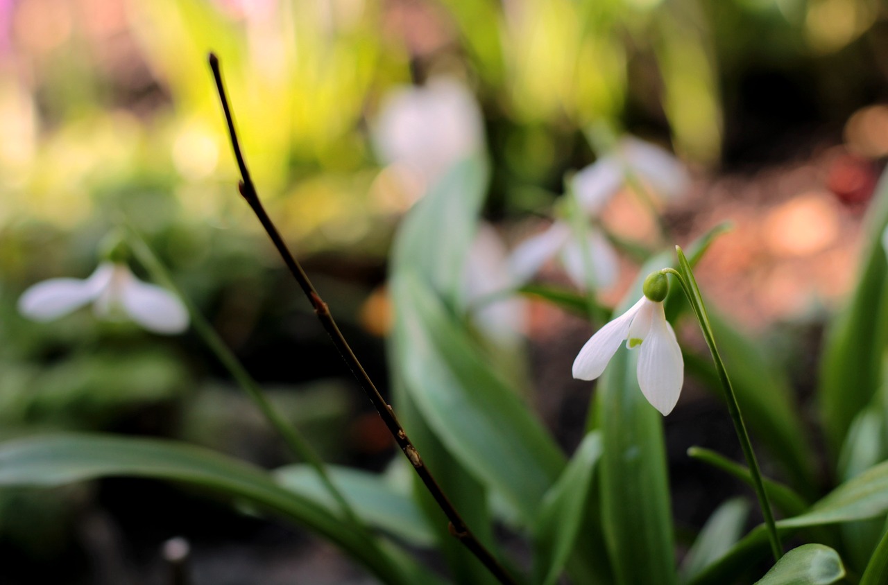 snowdrop  white  galanthus free photo