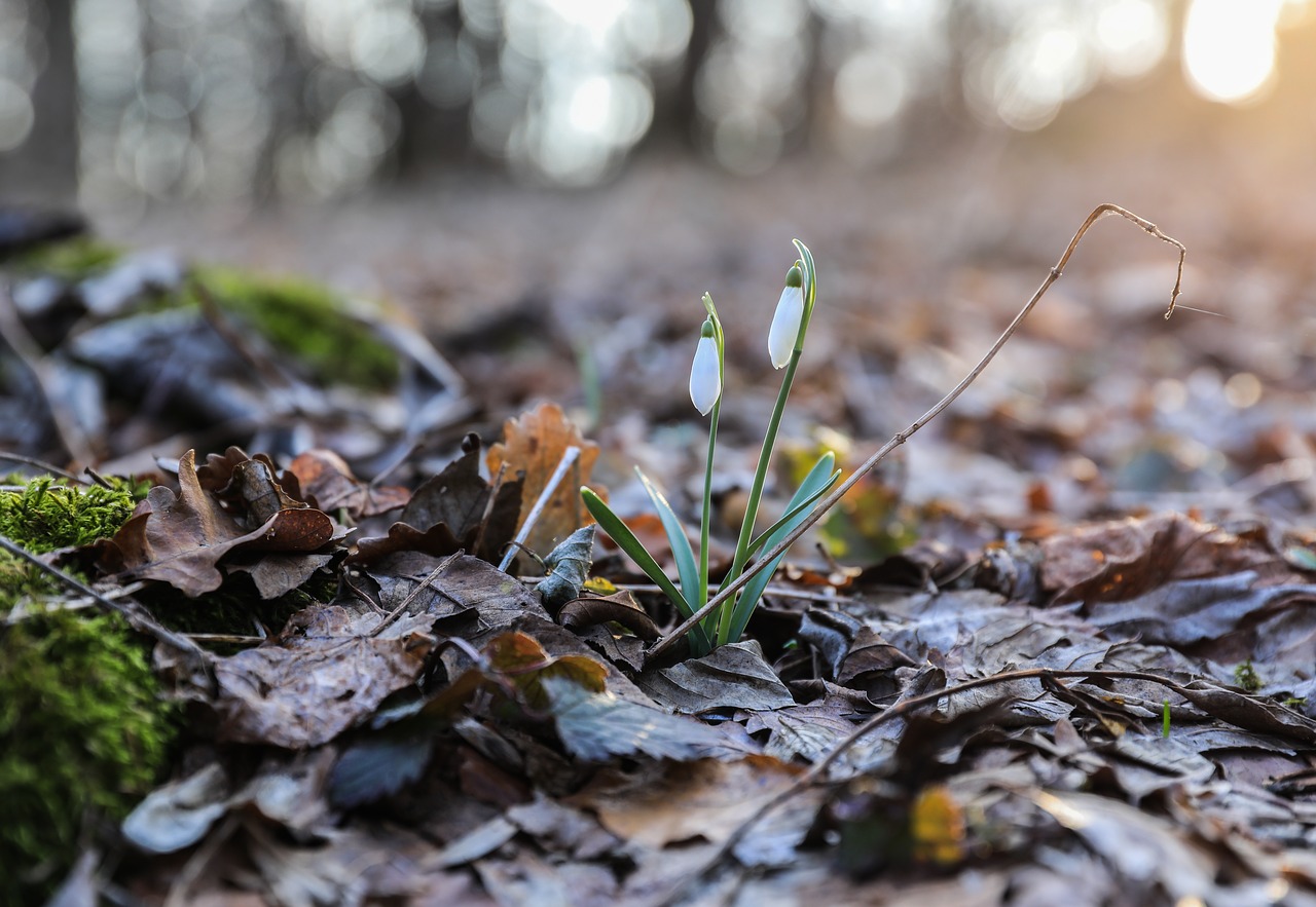 snowdrop  flower  white free photo