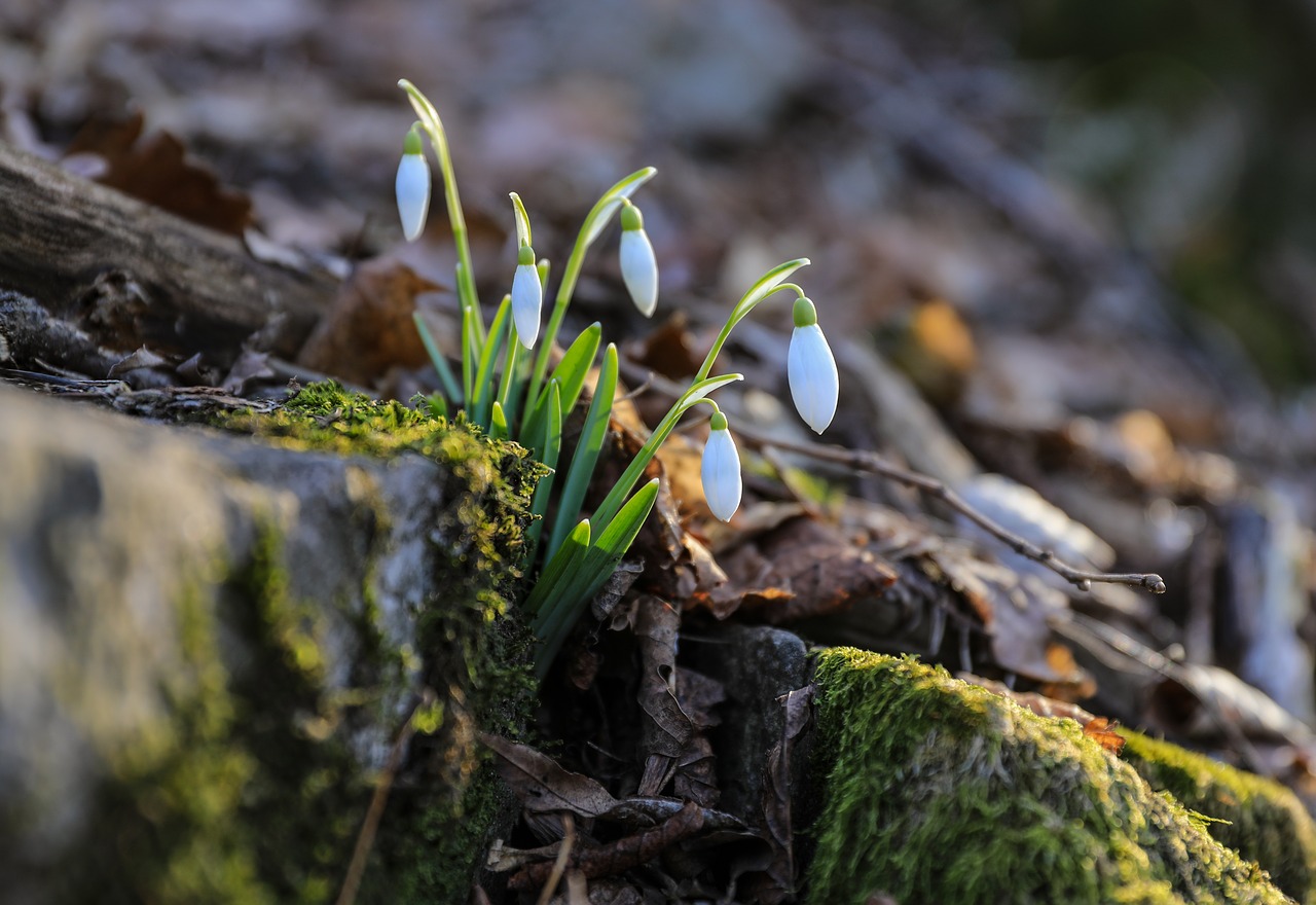 snowdrop  flower  white free photo