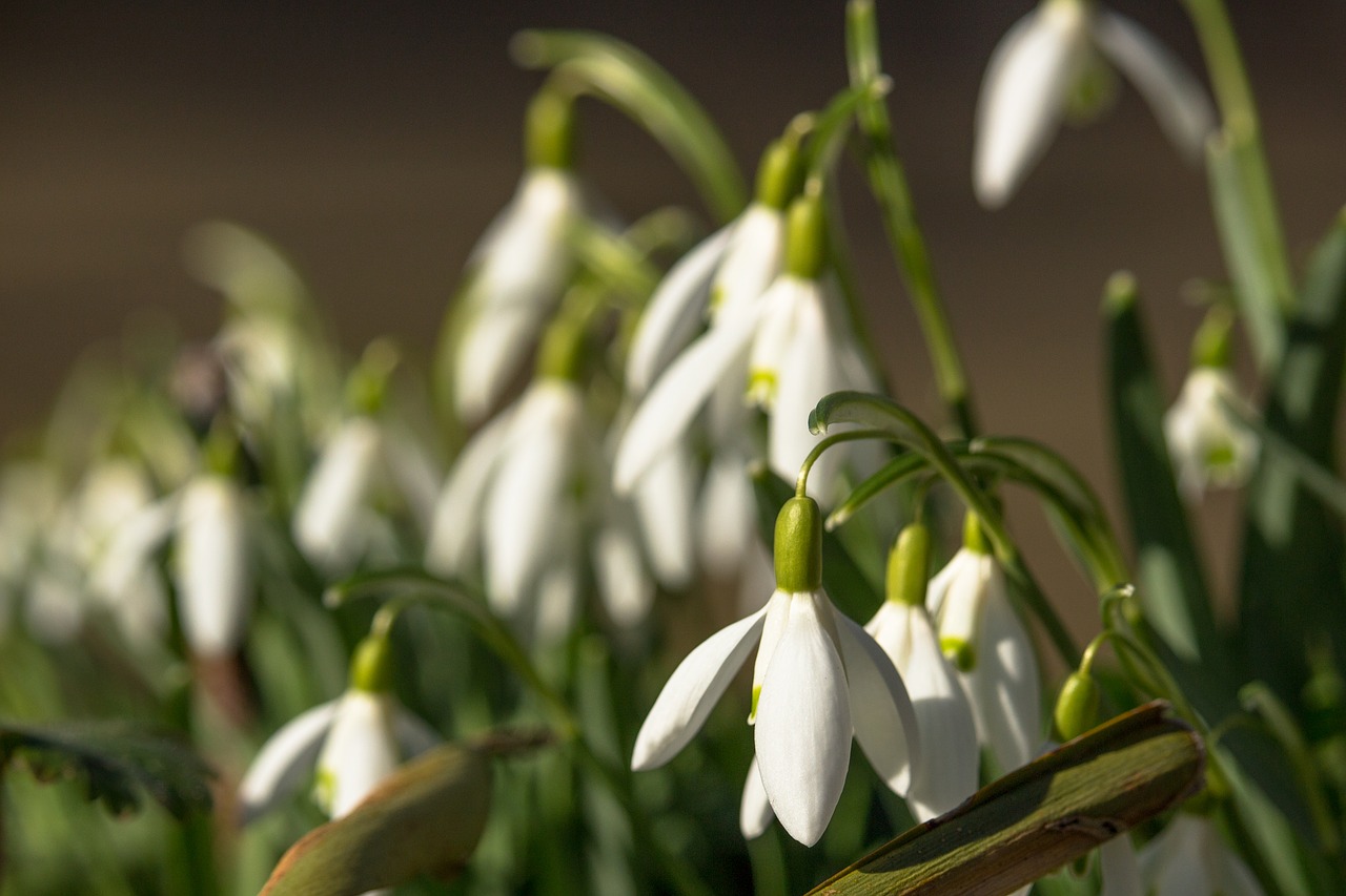 snowdrop  spring  flowers free photo