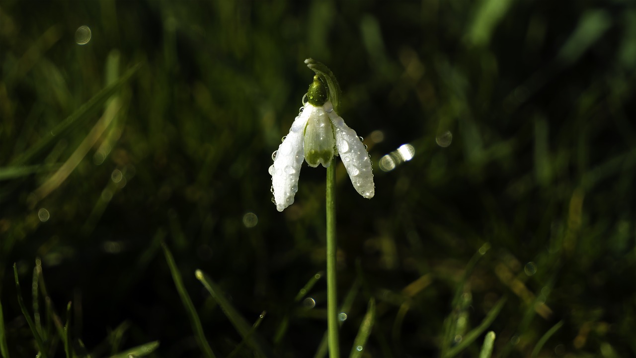 snowdrop  raindrops  flower free photo