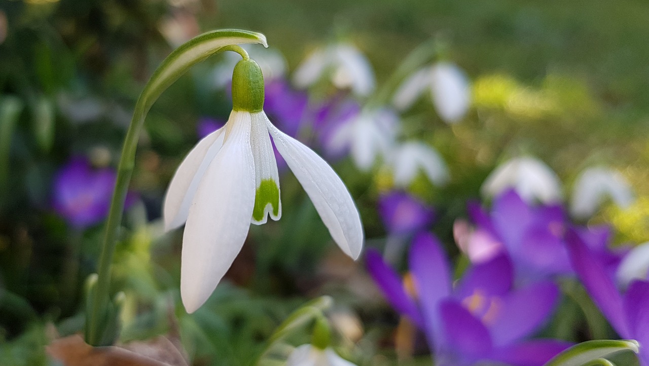 snowdrop  blossom  bloom free photo