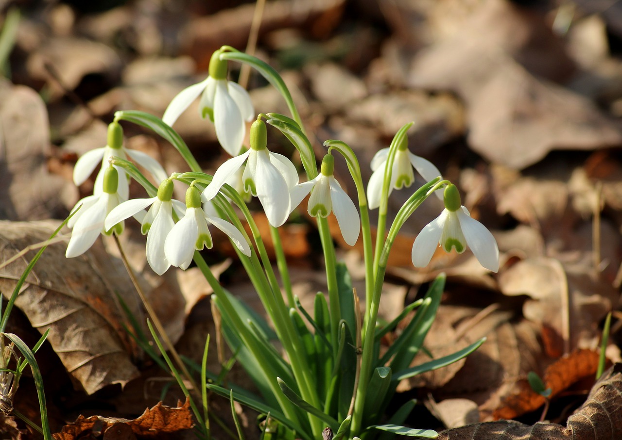 snowdrop  spring flowers  early spring free photo