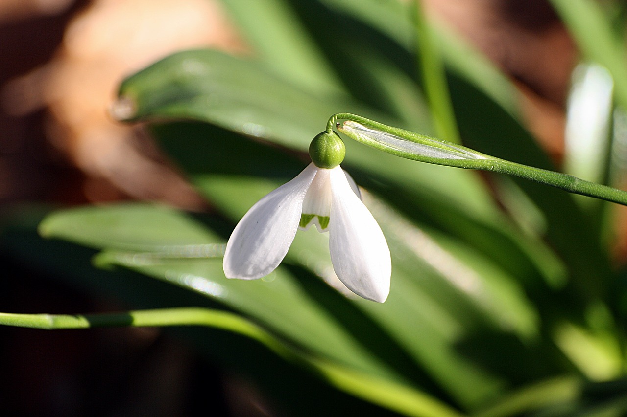 snowdrop  spring  walk in the park free photo