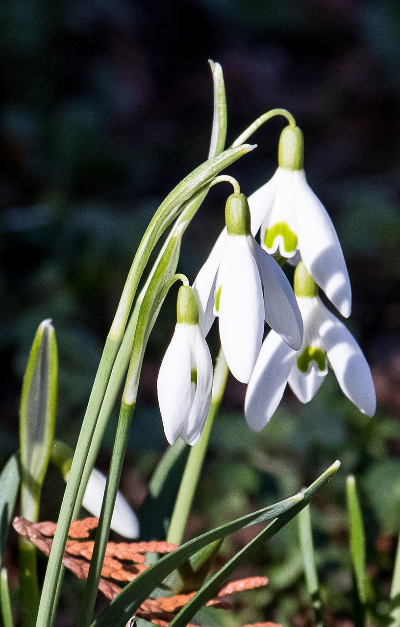 snowdrop  flower  plant free photo