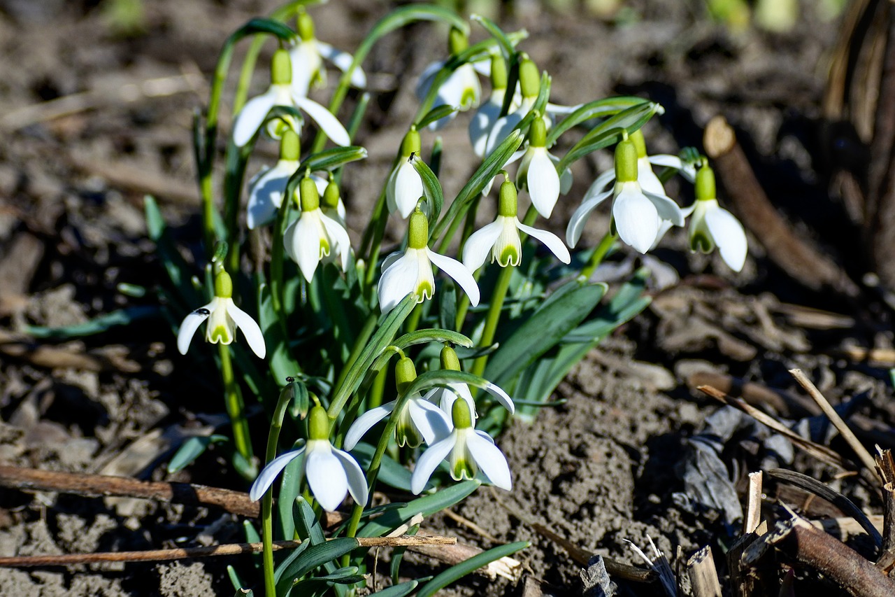 snowdrop  white  signs of spring free photo