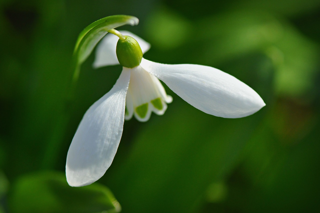 snowdrop  flower  springtime free photo