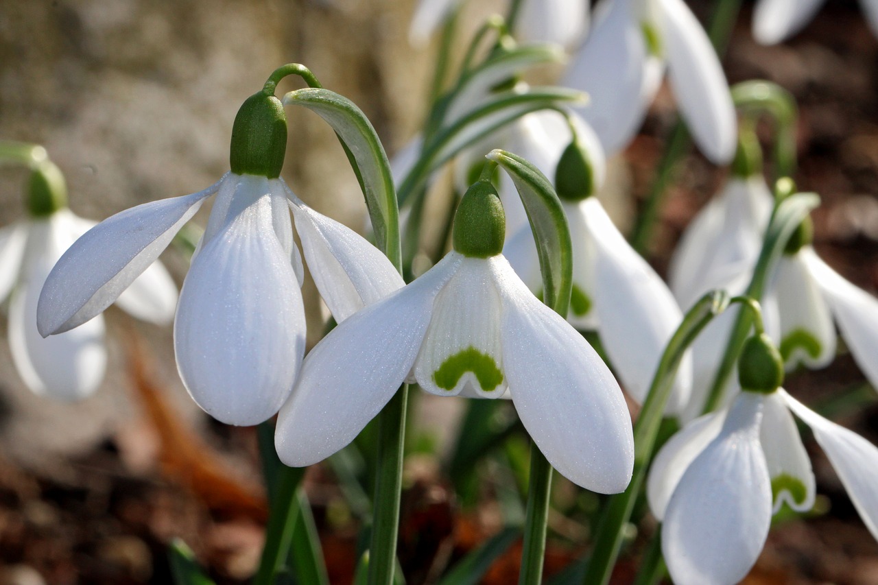 snowdrop  flower  nature free photo