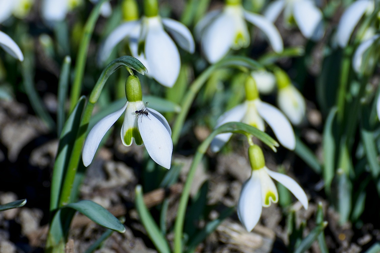 snowdrop  spring  nature free photo