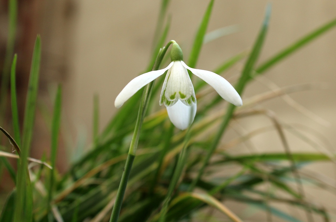 snowdrop  early spring  one free photo