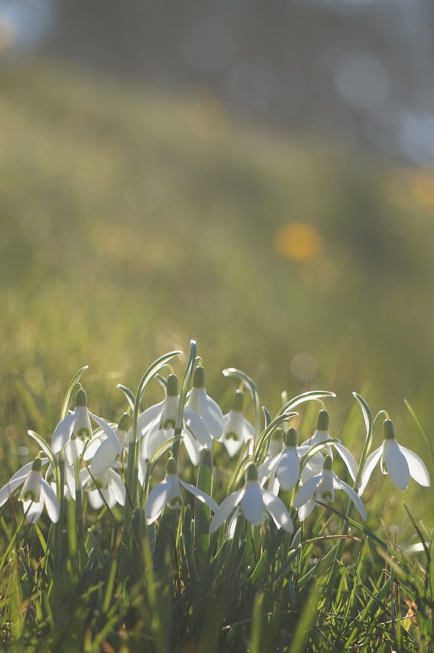 snowdrop  spring  flower free photo