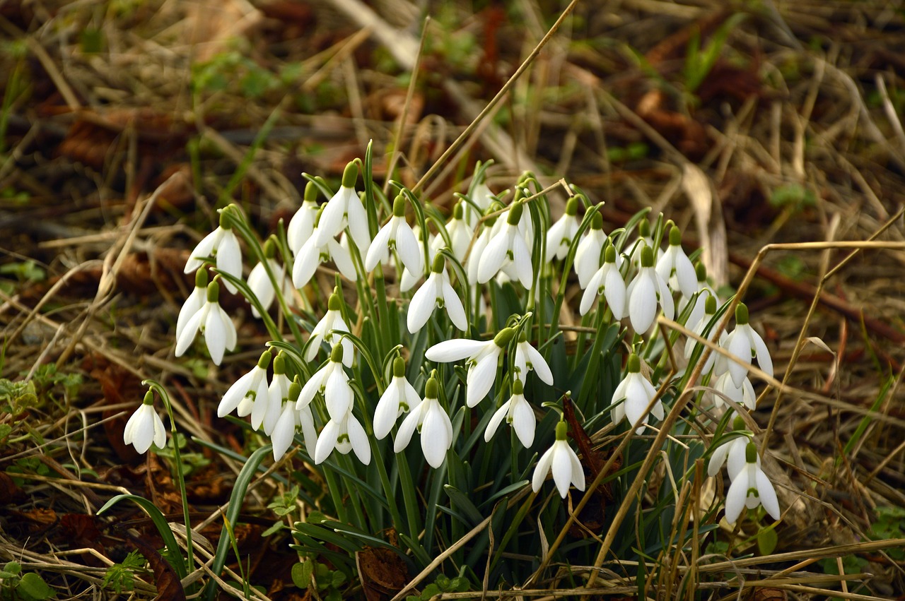 snowdrop  galanthus  early bloomer free photo