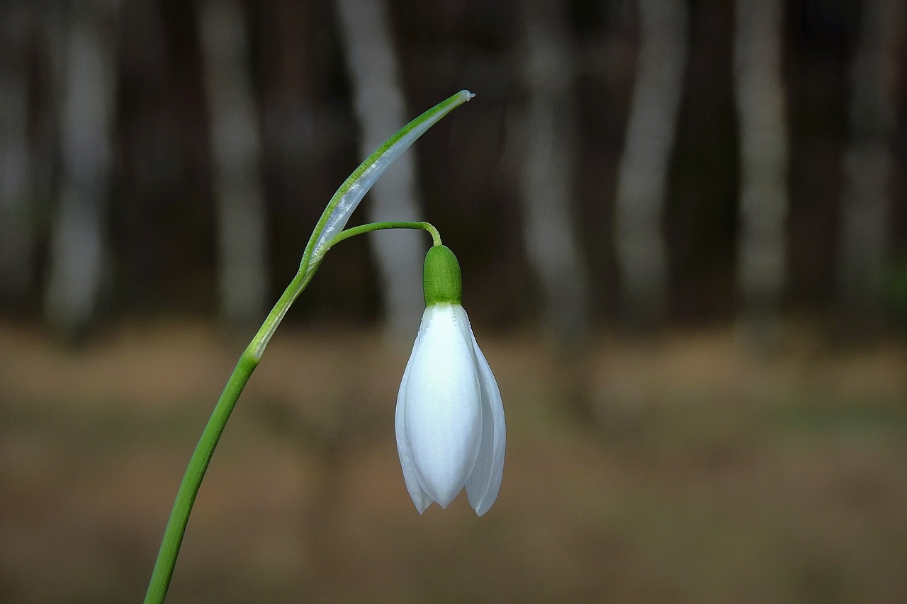 snowdrop  early spring  flowering free photo