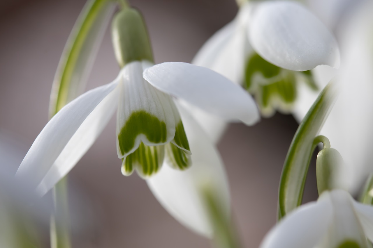 snowdrop  flower  plant free photo