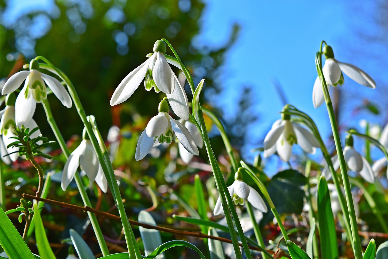 snowdrop  flower  early bloomer free photo