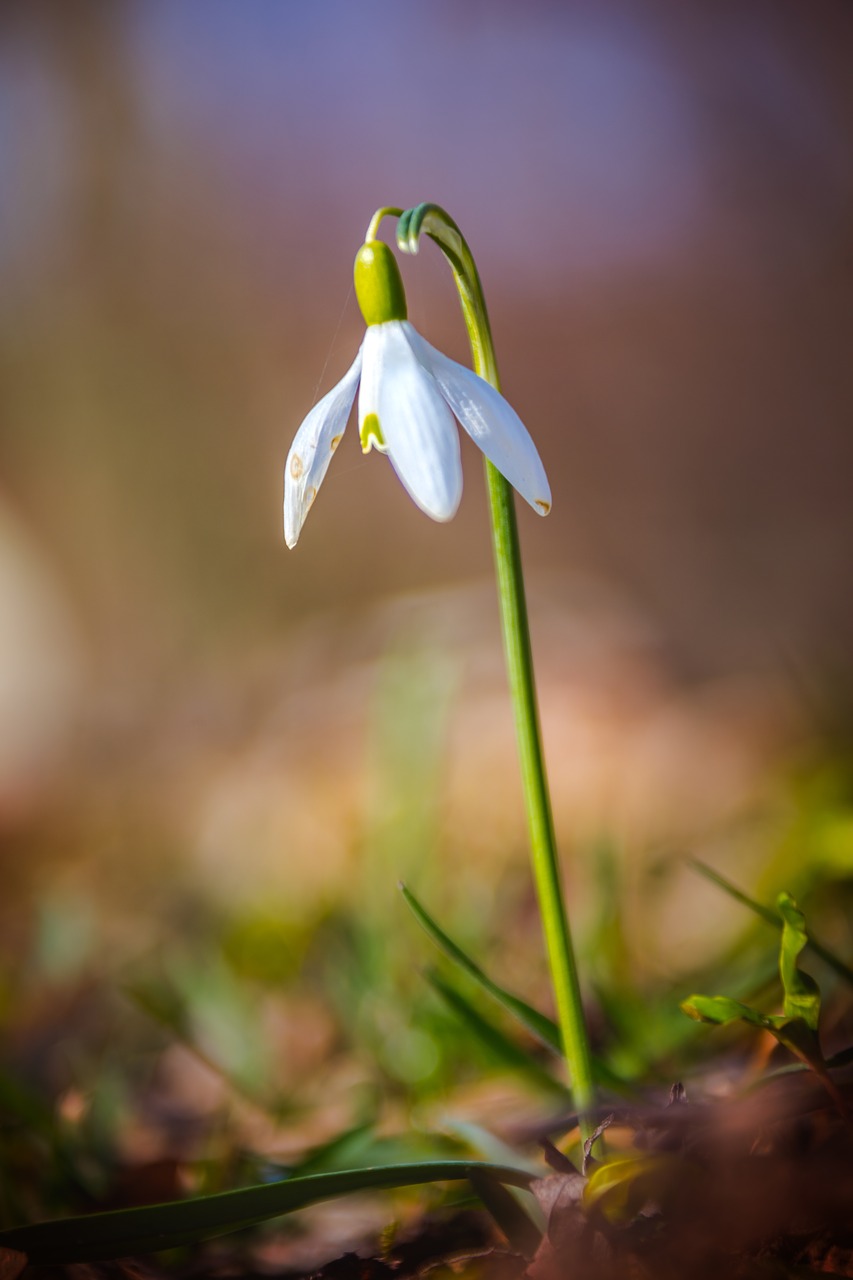 snowdrop  flower  meadow free photo