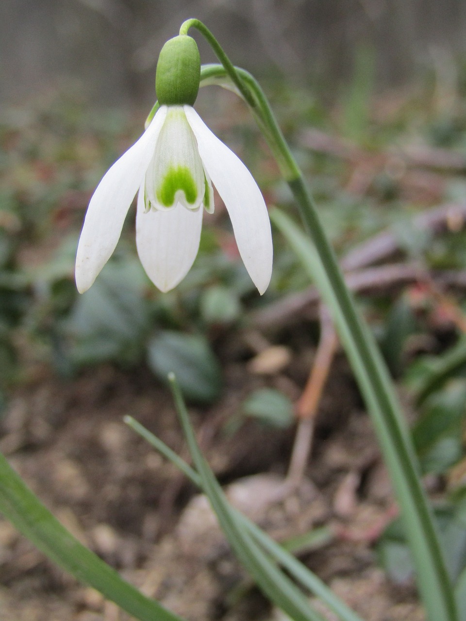 snowdrop  winter  spring free photo