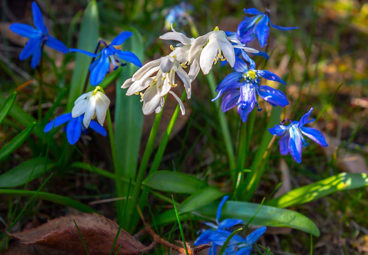 snowdrop  plant  nature free photo