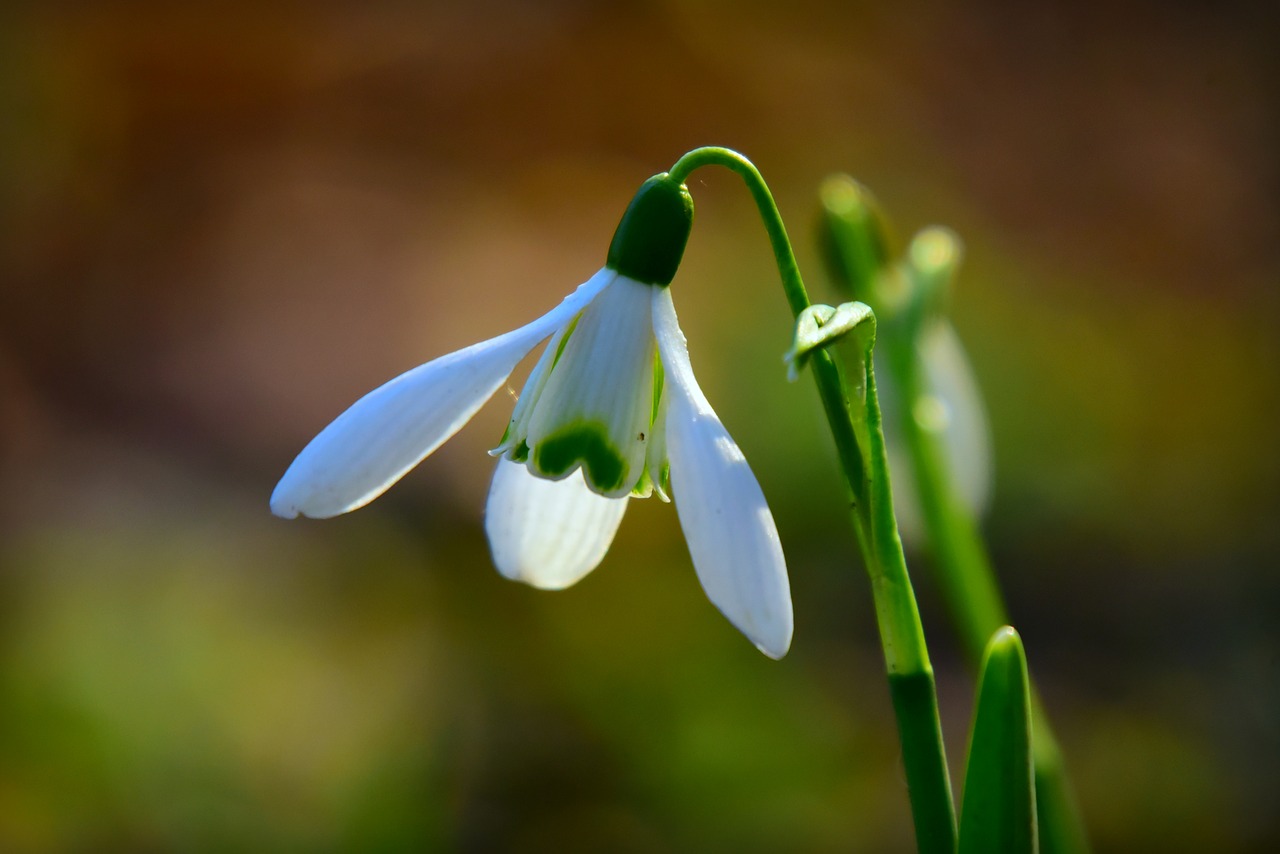 snowdrop  flower  plant free photo