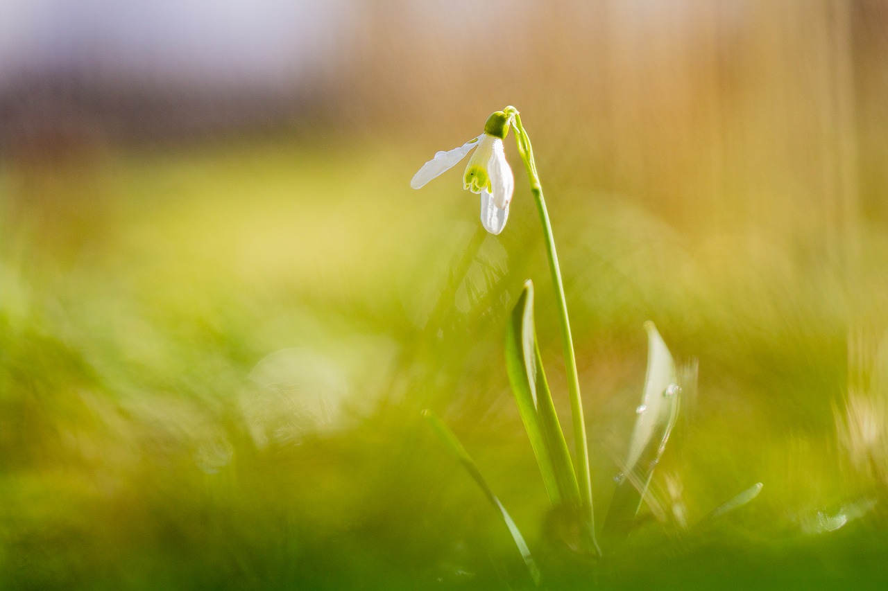 snowdrop  spring  nature free photo