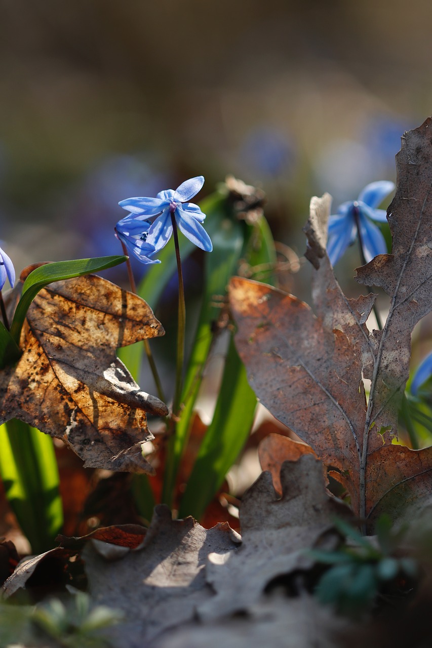 snowdrop  early spring  blue free photo