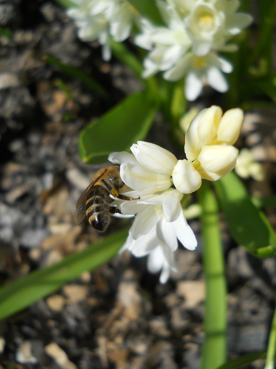 snowdrop  bee  spring free photo